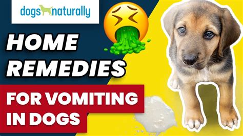 Dog Vomiting Treatment At Home